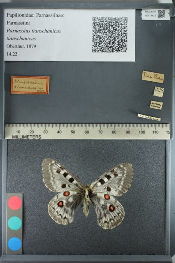 Media type: image;   Entomology 174815